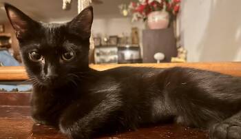 Noire -  Domestic Short Hair Cat for Adoption in Fayetteville, North Carolina - Noire | PetCurious