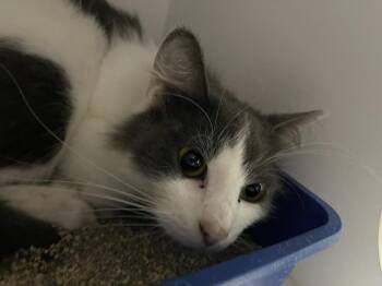 Gizmo -  Domestic Medium Hair Cat for Adoption in Bolivar, Missouri - Gizmo | PetCurious