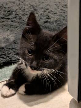 Rembrandt -  Domestic Short Hair Cat for Adoption in Philadelphia, Pennsylvania - Rembrandt | PetCurious