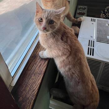 George -  Domestic Short Hair Cat for Adoption in Gibsonia, Pennsylvania - George | PetCurious