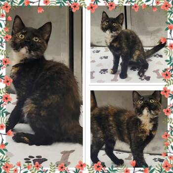 MOCHI -  Domestic Short Hair Cat for Adoption in Buckhannon, West Virginia - MOCHI | PetCurious