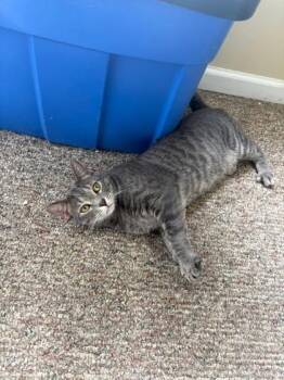 Wynter -  Domestic Short Hair Cat for Adoption in South Bend, Indiana - Wynter | PetCurious