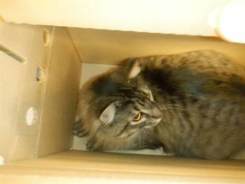 Domestic Short Hair Cats Available for Adoption in San Jose, California - ZORA | PetCurious