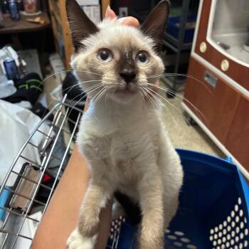 Momo -  Siamese Cat for Adoption in NEW PT RICHEY, Florida - Momo | PetCurious