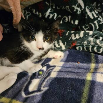 Cliff -  Domestic Short Hair Cat for Adoption in Port Townsend, Washington - Cliff | PetCurious