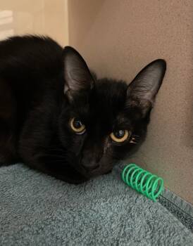 Rescue Domestic Short Hair Cats for Adoption - Elvira | PetCurious
