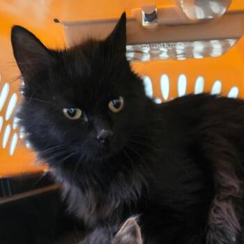 Domestic Long Hair Cats Available for Adoption in Klamath Falls, Oregon - Astrid | PetCurious