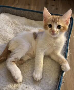 Rescue Domestic Short Hair Cats for Adoption in Lincoln, California - George | PetCurious
