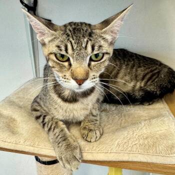 Darla -  Domestic Short Hair Cat for Adoption in Hawthorne, California - Darla | PetCurious