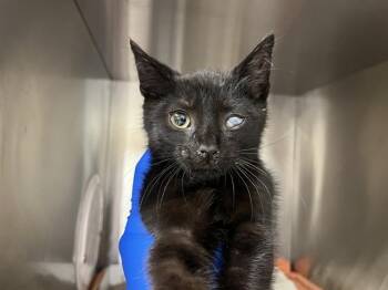 PIRATE -  Domestic Short Hair Cat for Adoption in Martinez, California - PIRATE | PetCurious