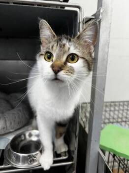 Domestic Short Hair Cats Available for Adoption in Simcoe, Ontario - Frick | PetCurious