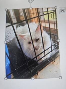 Domestic Long Hair and Domestic Short Hair Cats Available for Adoption in Cincinnati, Ohio - Baby Girl | PetCurious