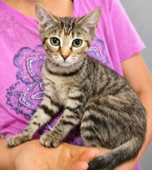 Bindi Rue -  American Shorthair Cat for Adoption in El Dorado, Arkansas - Bindi Rue | PetCurious