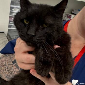 Perry Como -  Domestic Short Hair Cat for Adoption in Matteson, Illinois - Perry Como | PetCurious