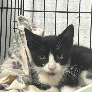 Tempo -  Domestic Short Hair Cat for Adoption in Idaho Falls, Idaho - Tempo | PetCurious
