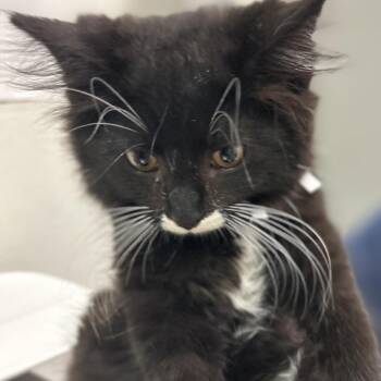 Wasabi -  Domestic Long Hair Cat for Adoption in Charleston, West Virginia - Wasabi | PetCurious