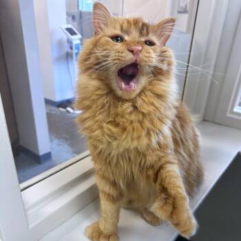 Domestic Medium Hair and Domestic Short Hair Cats Available for Adoption in Woodinville, Washington - Yeti | PetCurious