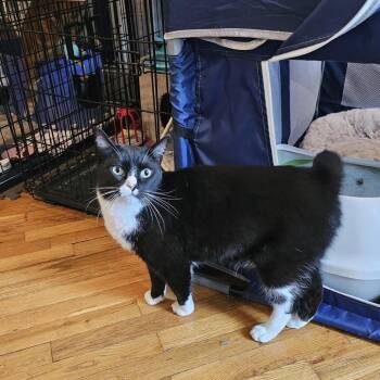 Dubai -  Domestic Short Hair Cat for Adoption - Dubai | PetCurious