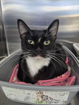 Aperol -  Domestic Short Hair Cat for Adoption in Bellevue, Washington - Aperol | PetCurious