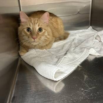 Oakley -  Domestic Medium Hair Cat for Adoption in Ottawa, Kansas - Oakley | PetCurious
