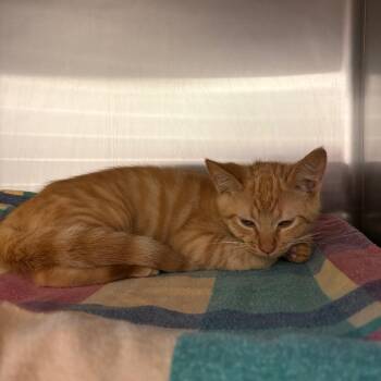 Domestic Short Hair Cats Available for Adoption in Hendersonville, North Carolina - Sweet Potato | PetCurious