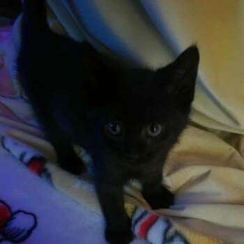 Domestic Short Hair Cats Available for Adoption - Cocoa Puffs | PetCurious