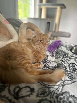 Domestic Medium Hair Cats Available for Adoption in Enfield, Connecticut - Bradley | PetCurious