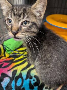 Ube -  Domestic Short Hair Cat for Adoption in Missoula, Montana - Ube | PetCurious