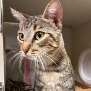 Rescue Domestic Short Hair Cats for Adoption in Yuma, Arizona - Molly | PetCurious