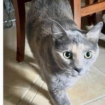 Casey -  Domestic Short Hair and Russian Blue Cat for Adoption in Gastonia, North Carolina - Casey | PetCurious