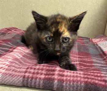 A551456 -  Domestic Short Hair Cat for Adoption in Moreno Valley, California - A551456 | PetCurious