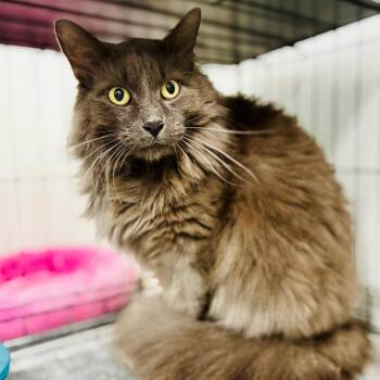 Bamsi -  Domestic Long Hair Cat for Adoption in Lebanon, Missouri - Bamsi | PetCurious