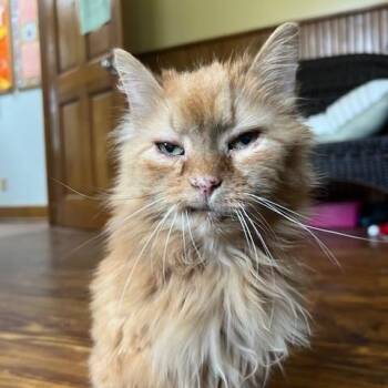 Rescue Domestic Long Hair Cats for Adoption in Saranac Lake, New York - Marianne | PetCurious