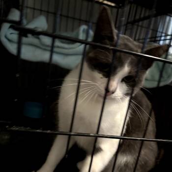 Rescue Domestic Short Hair Cats for Adoption in Long Beach, California - Julie | PetCurious