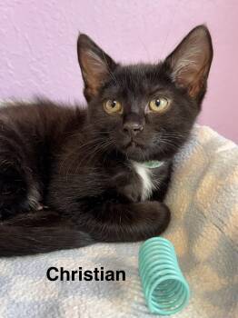 Christian McCatffrey - SWEET Male Kitten -  Domestic Short Hair Cat for Adoption in Monroe, North Carolina - Christian McCatffrey - SWEET Male Kitten | PetCurious