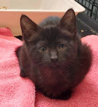 Kitten Number One -  Domestic Short Hair Cat for Adoption in Rehoboth, Massachusetts - Kitten Number One | PetCurious