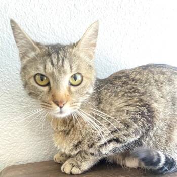 Tulla Dew More -  Domestic Short Hair Cat Available for Adoption in Midland, Texas - Tulla Dew More | PetCurious