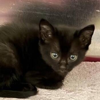 Peanut Brittle -  Domestic Short Hair Cat Available for Adoption in Charleston, South Carolina - Peanut Brittle | PetCurious