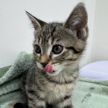 Domestic Short Hair Cats Available for Adoption in Los Angeles, California - Firefly | PetCurious