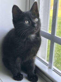 Rescue Domestic Short Hair Cats for Adoption in Morehead, Kentucky - Amelia YOUNG FEMALE | PetCurious