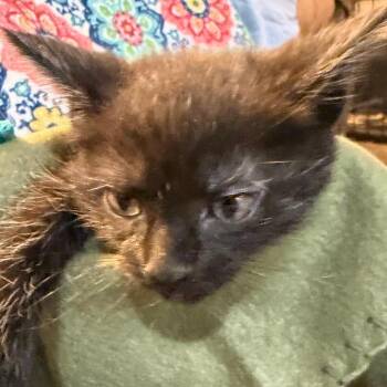Domestic Short Hair Cats Available for Adoption in Waldorf, Maryland - Noir | PetCurious