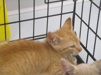A383904 -  Domestic Short Hair Cat for Adoption in Ocala, Florida - A383904 | PetCurious