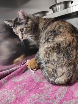 Rescue Domestic Short Hair Cats for Adoption in St. Peters, Missouri - ELEANOR | PetCurious