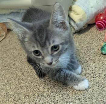 Domestic Short Hair Cats Available for Adoption in Cape Coral, Florida - Wes | PetCurious