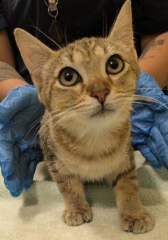 Rescue Domestic Short Hair Cats for Adoption in Honolulu, Hawaii - Gingersnap | PetCurious