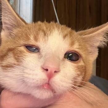 Corncob Carter -  Domestic Short Hair Cat for Adoption in Eagle Mountain, Utah - Corncob Carter | PetCurious