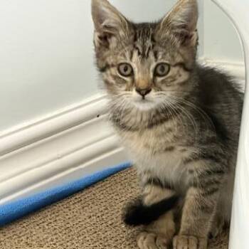 Cardi B -  Domestic Short Hair Cat for Adoption in Denver, Colorado - Cardi B | PetCurious