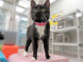Domestic Medium Hair Cats Available for Adoption - SMOKEY | PetCurious