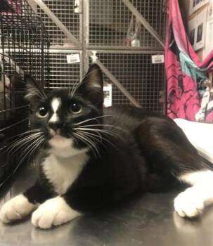 A432183 -  Domestic Medium Hair Cat for Adoption in Conroe, Texas - A432183 | PetCurious