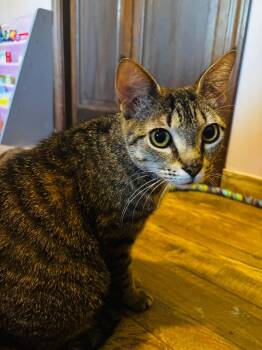 Shamrock -  Domestic Short Hair Cat for Adoption in Mokena, Illinois - Shamrock | PetCurious